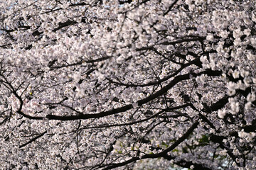 桜満開