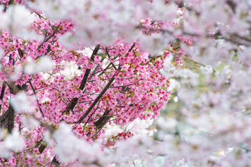 桜の美しい季節
