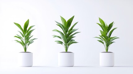 Fototapeta premium Three potted plants with vibrant green leaves sit in a row against a white background. The plants are similar in size and shape, creating a symmetrical composition. The image is high-quality and feat