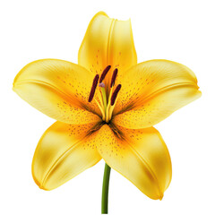 Vibrant yellow gerbera daisy with bright petals and green center, transparent background