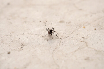 Aedes aegypti mosquitoes on concrete floor