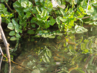 春の川　自生するクレソンと揺れる水面06