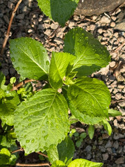 水滴を纏ったエゴマ