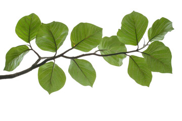 Fototapeta premium Green leaves of palm tree isolated on white background with cut path PNG