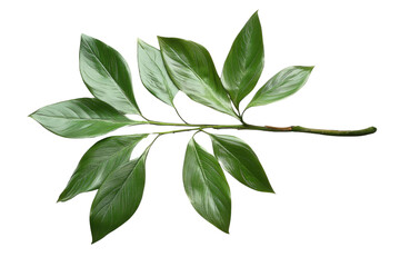 Obraz premium Green leaves of palm tree isolated on white background with cut path PNG