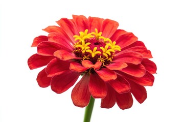 Vibrant Red Zinnia Flower with Yellow Center Blooming on White Background
