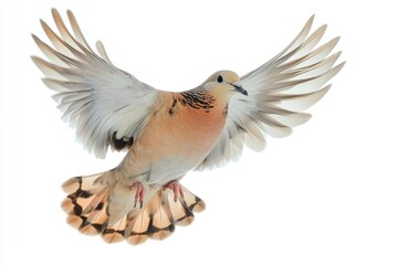 Fototapeta premium Dove Flying Gracefully with Wings Open on White Background