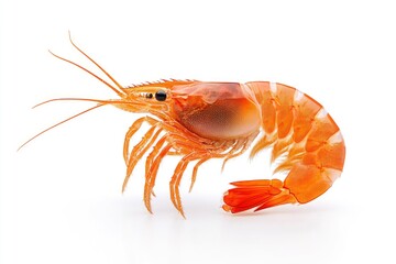 Close-up of Fresh Shrimp Isolated on White Background for Seafood Concepts