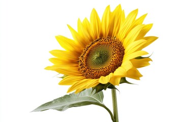 Obraz premium Bright Yellow Sunflower Bloom Isolated on White Background in Studio Shot