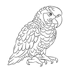 Cute cockatoo cartoon, vector illustration, cockatoo icon isolated on white background. Line art.