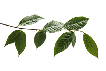 Fototapeta premium leaves of coconut tree One branch, lobed leaves, white background. PNG