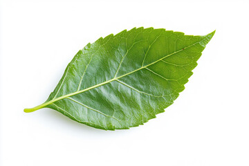 Obraz premium green leaf close up on white background