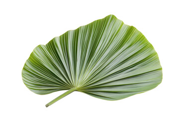 leaves of coconut tree One branch, lobed leaves, white background. PNG

