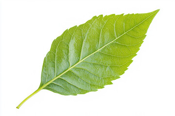 green leaf close up on white background
