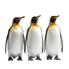 Fototapeta premium Three King Penguins standing together black background wildlife animals birds antarctica isolated on transparent background