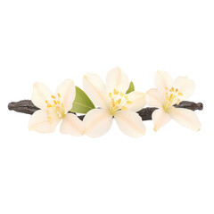 Obraz premium Delicate white flower blooming gracefully against a stark black background highlighting its pure beauty and elegance isolated on transparent background..