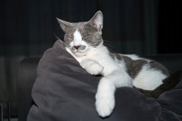 grey and white cat portrait. Muzzle of a gray fluffy cat close up lying on the couch or sofa or bed. grey background. big eyes. copy space. pet ownership, pet friendship concept. Pet portrait.