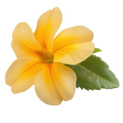 Obraz premium Beautiful yellow flower blooming in nature with a soft focus on its petals against a blurred background isolated on transparent background..