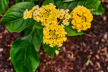 Close up shot of yellow flowers