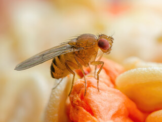 Tropical Fruit Fly Drosophila Diptera Parasite Insect Pest on Fruit Macro