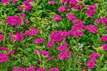 Flowerbed of purple flower clusters