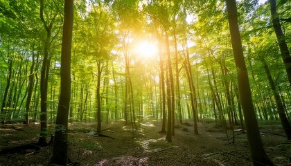 Obraz premium Dense forest with sunlight filtering through the leaves.