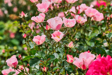 Close up of groups of pink flowers