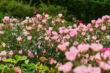 Close up of groups of pink flowers