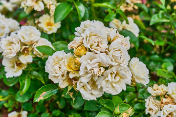 white flowers in the garden
