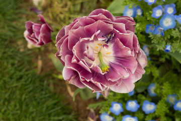 Obraz premium Close-Up of Purple Double Tulip with Blue Blossoms