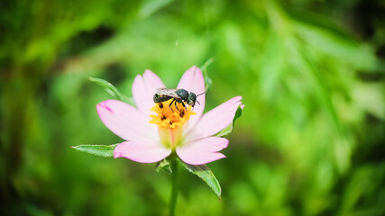 macro photo. Stingless bees: small pollinators Classified as a type of bee but does not have a stinger like a honey bee. which alights on white flowers.
