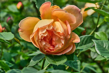 orange rose flower