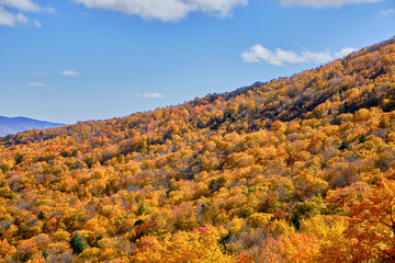 autumn colors in the mountains