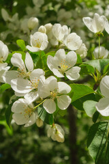 Closeup shot of blooming apple tree white flowers