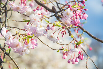 しだれ桜のクローズアップ