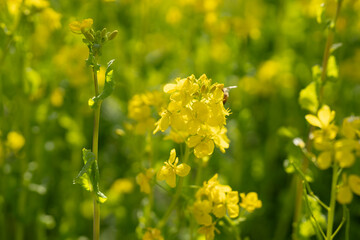 Obraz premium 春の菜の花畑と働く蜂