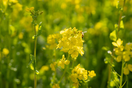 春の菜の花畑と働く蜂