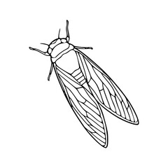 Cicada insect outline vector