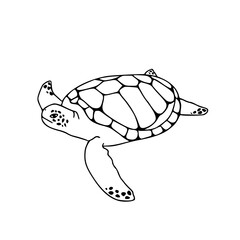 line art drawing of a sea turtle