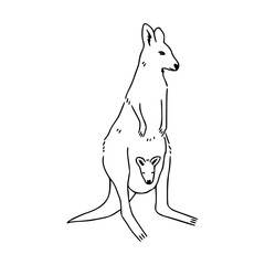sketch of cute kangaroo with baby joey vector design
