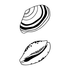 natural seashells elements vector collection