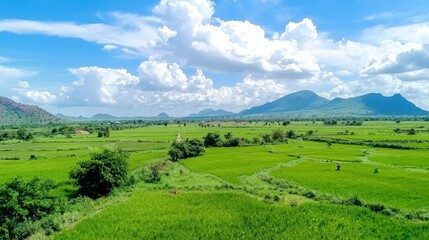 Lush Green Rice Fields Landscape