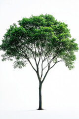 Obraz premium Tropical tree on the empty space background.