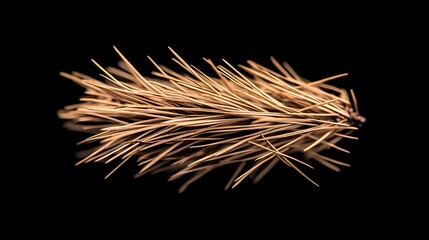 Obraz premium A sprig of dried needles, reflects softly against a dark background, making a stark contrast