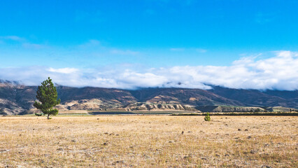 Yellow grass and blue sky contrast two colours single pine tree minimalist landscape