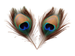 Obraz premium Heart formed by two peacock feathers with eye patterns visible on white background