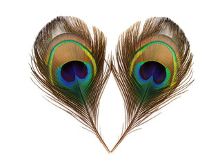Obraz premium Heart formed by two peacock feathers with eye patterns visible on white background