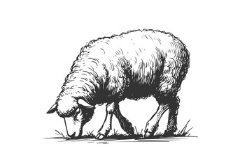 Merino Sheep hand drawn sketch vector illustration