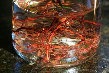 Close-up view of a plant's red root system submerged in glass jar