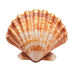 Striped scallop shell ocean seashell beach summer nature brown white macro on transparent background